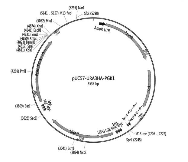 6737822-酵母の細胞小器官（ｏｒｇａｎｅｌｌｅ）の改良によるジンセノサイドの生産の増大 図000010