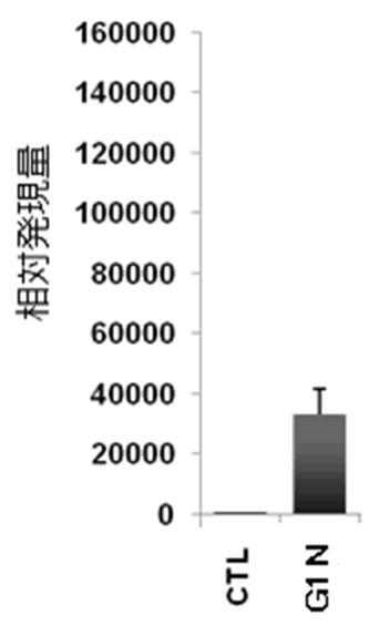 6822837-膵内分泌細胞及びその製造方法、並びに分化転換剤 図000010