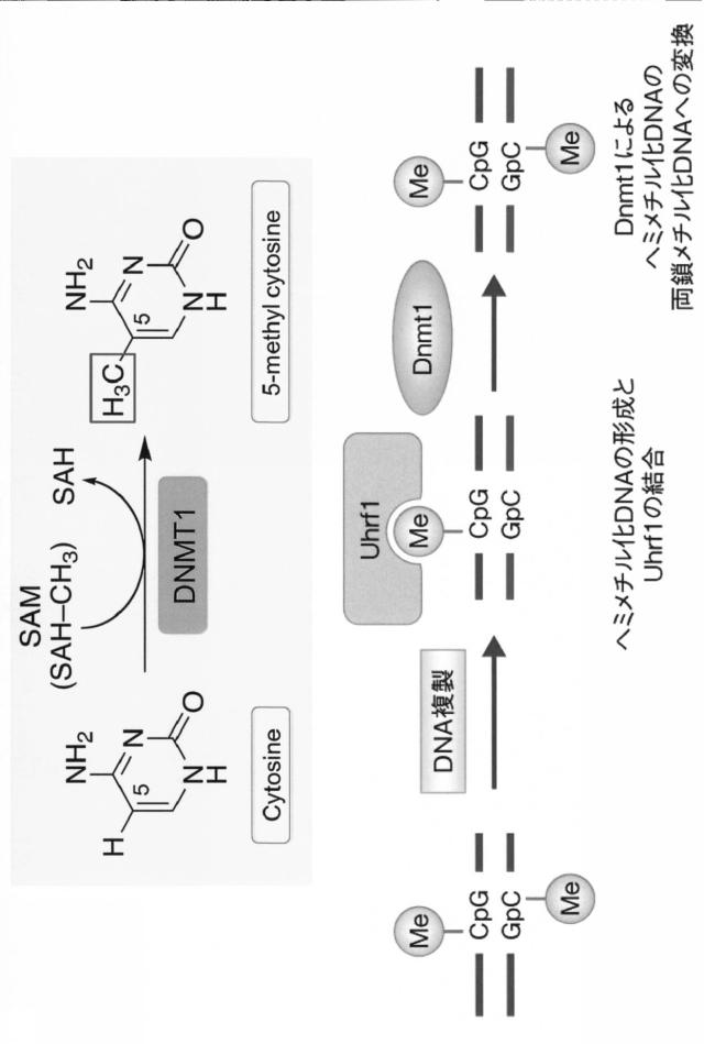 6887640-ＤＮＭＴのＳ−ニトロシル化阻害剤、がん治療薬及びそのスクリーニング方法 図000010