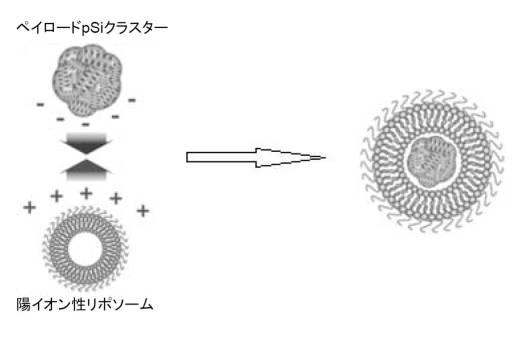 6894423-融合性リポソーム被覆多孔質ケイ素ナノ粒子 図000010