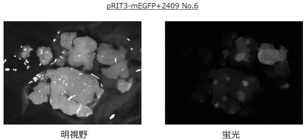 6923205-標的化したＤＮＡ配列の核酸塩基を特異的に変換する、単子葉植物のゲノム配列の変換方法、及びそれに用いる分子複合体 図000010