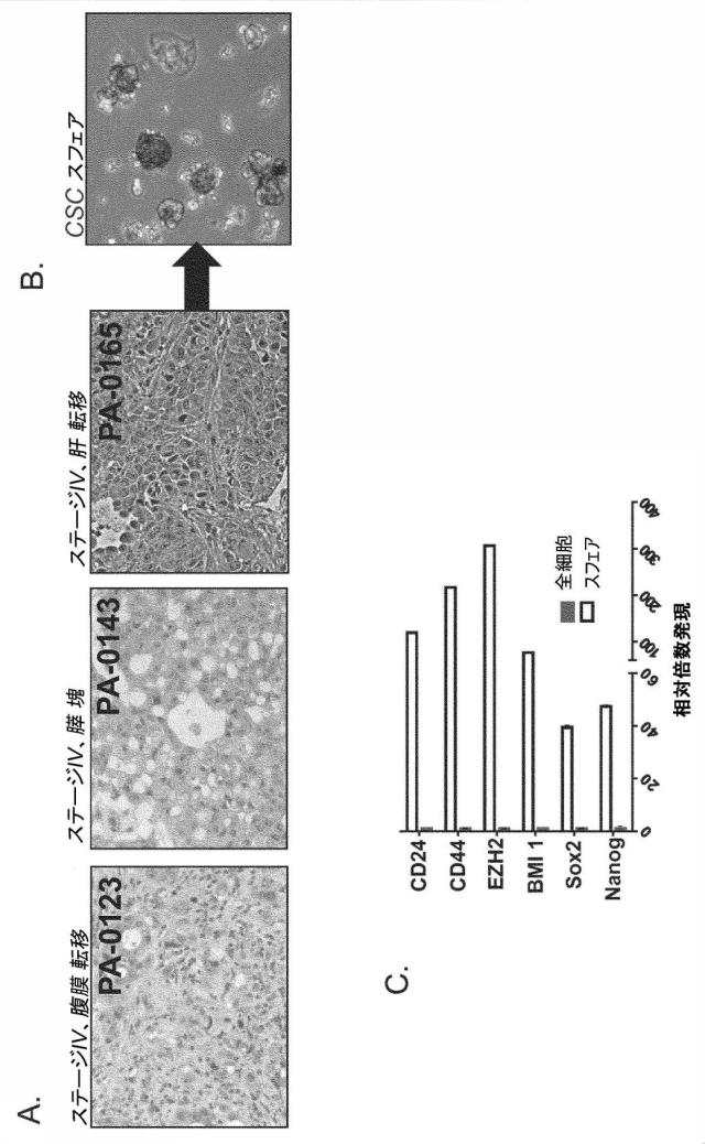6938478-癌幹細胞を阻害する組成物及び方法 図000010