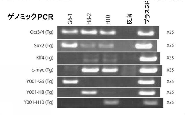 5765746-効率的な人工多能性幹細胞の樹立方法 図000011
