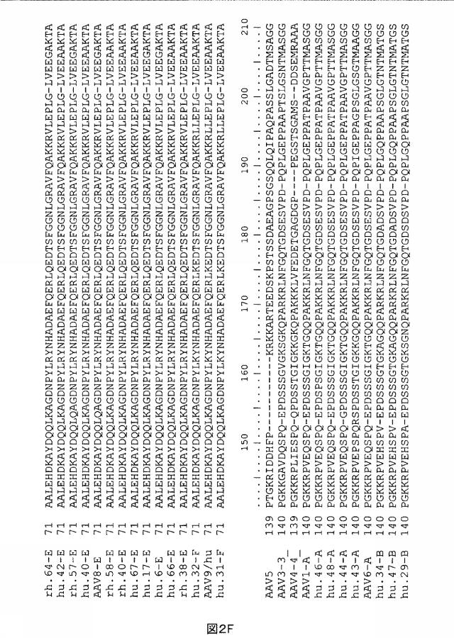 5797397-アデノ随伴ウイルス（ＡＡＶ）の同源系統群（クレイド）、配列、それらを含有するベクターおよびそれらの用途 図000011