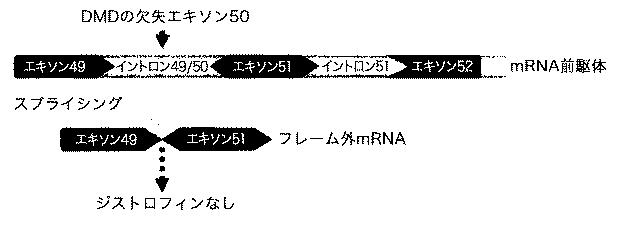 5879374-筋障害を相殺するための手段と方法 図000011