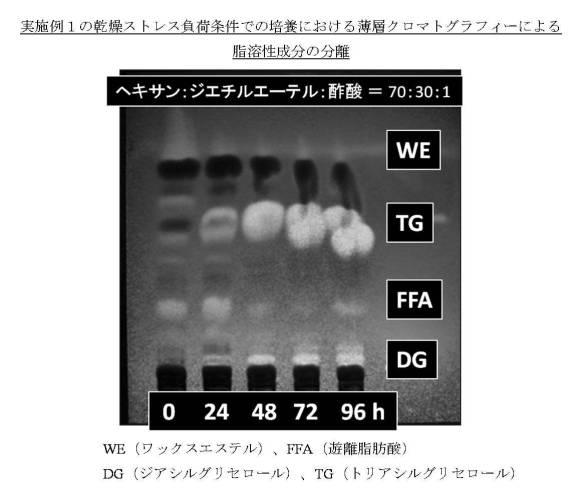 5943361-トリアシルグリセロールの製造方法 図000011