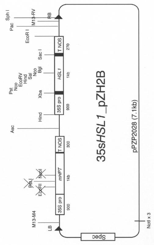 5977605-４−ＨＰＰＤ阻害剤に対する感受性を判定する方法 図000011