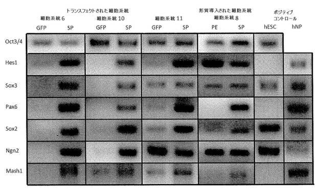 6002581-細胞プログラミング 図000011