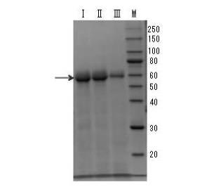 6077569-親水性組換えタンパク質の抽出方法 図000011