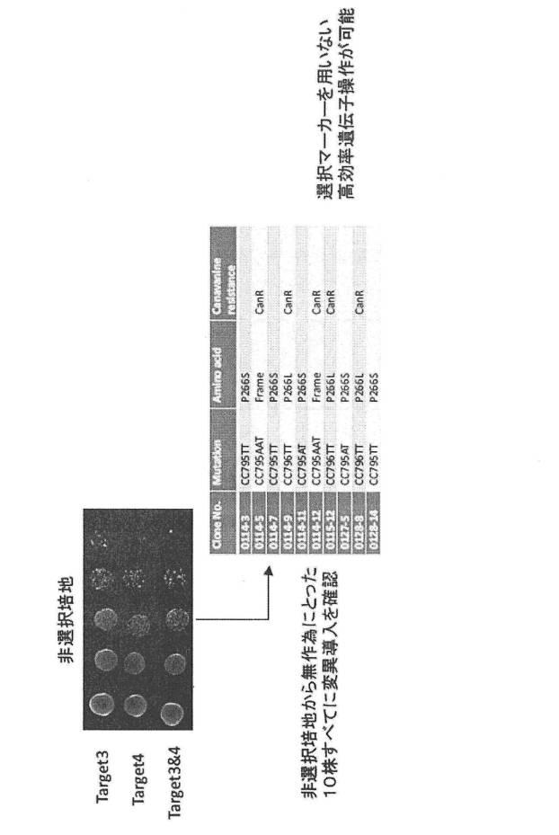 6206893-標的化したＤＮＡ配列の核酸塩基を特異的に変換するゲノム配列の改変方法及びそれに用いる分子複合体 図000011