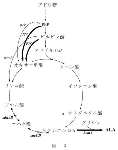 6341936-５−アミノレブリン酸の高生産株及びその製造方法と使用 図000011