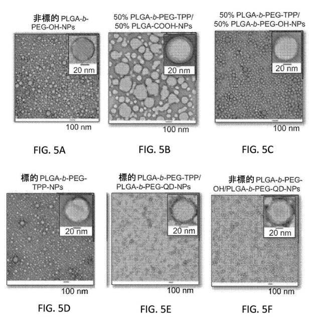 6356614-薬剤のミトコンドリア輸送のためのナノ粒子 図000011