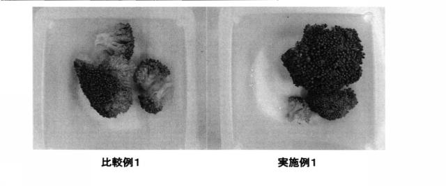 6377764-スルフォラファン含有量が増大されたブロッコリを生成する方法及びこの方法で生成したブロッコリの利用方法 図000011