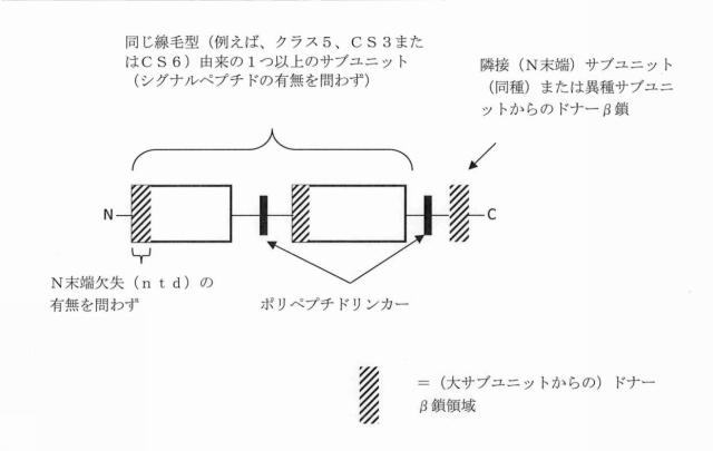 6403680-複数の毒素原性大腸菌線毛サブユニットを含む組み換えポリペプチド構築物 図000011