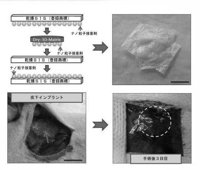 6437552-組織表面及び材料を接着する方法、並びにその生物医学的使用 図000011