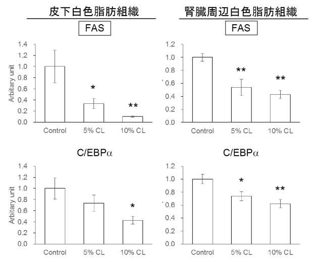 6467345-脂肪蓄積抑制剤、脂肪肝の予防剤又は治療剤及び脂肪酸合成酵素抑制剤 図000011