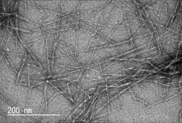 6497740-β−キチンナノファイバーおよびその製造方法 図000011