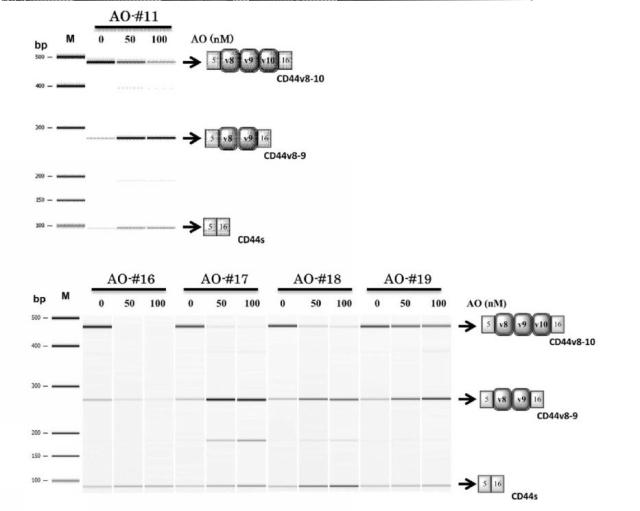 6536911-ＣＤ４４遺伝子のバリアントエクソンのスキッピングを誘導し、正常型ＣＤ４４ｍＲＮＡの発現を増加させる核酸医薬 図000011