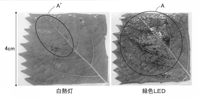 6541231-イチゴの休眠抑制方法 図000011