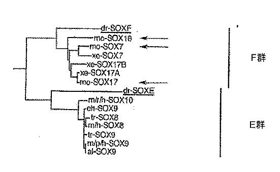 6595041-ＰＤＸ１発現背側及び腹側前腸内胚葉 図000011