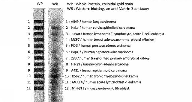 6609867-癌治療薬剤ならびに治療方法 図000011