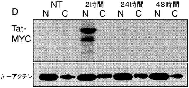 6647334-成体幹細胞のインビトロでの増殖 図000011