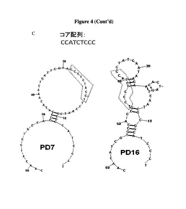 6680760-アンタゴニストＩＣ  ＰＤ−１アプタマー及びその癌治療関連用途への応用 図000011