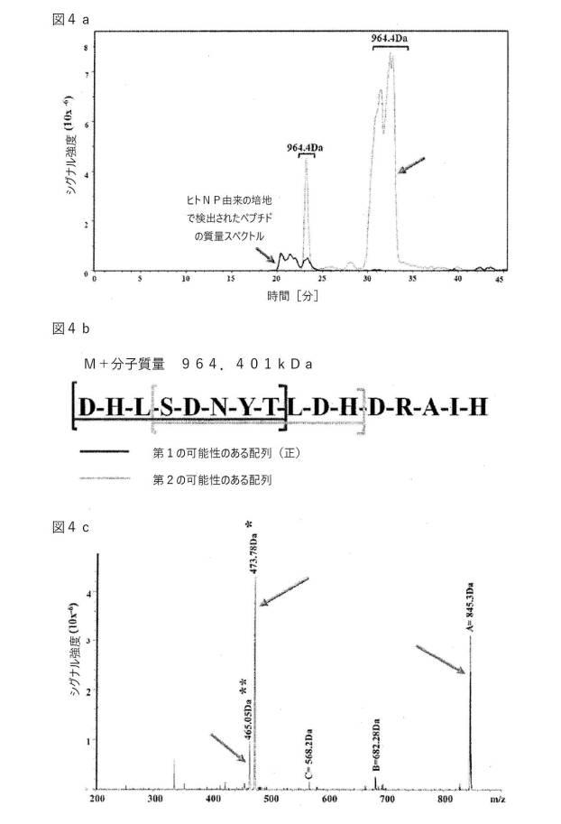 6700182-軟骨及び椎間板組織病理の治療のためのポリペプチド及び組成物 図000011