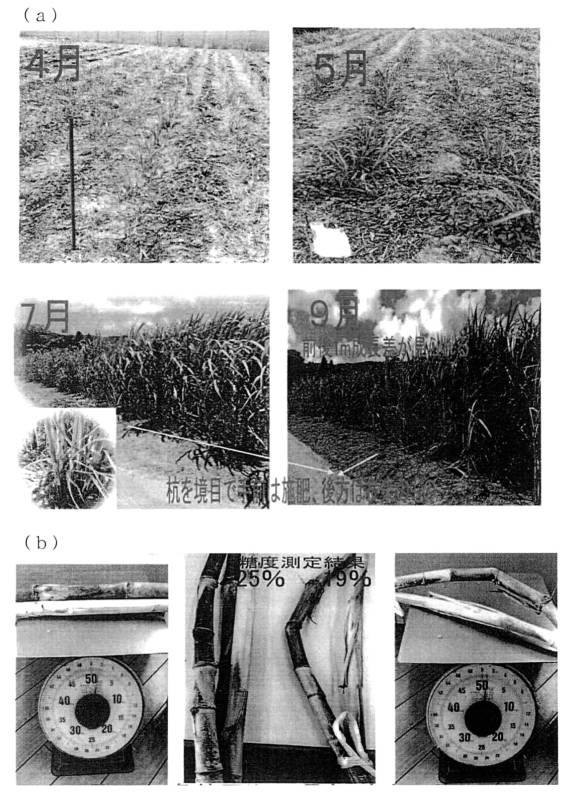 6778922-天然物由来成分含有組成物の製造方法、天然物由来成分含有組成物、これを用いた機能性飲食料品 図000011