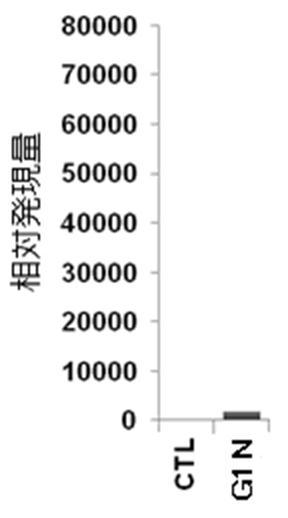 6822837-膵内分泌細胞及びその製造方法、並びに分化転換剤 図000011