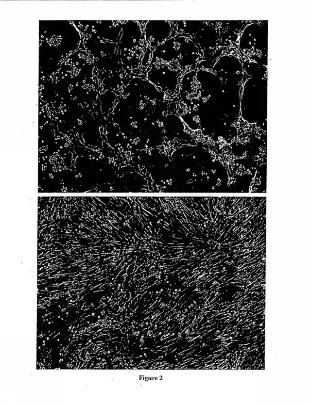 6839038-脂肪細胞および細胞分泌物を使用する治療 図000011