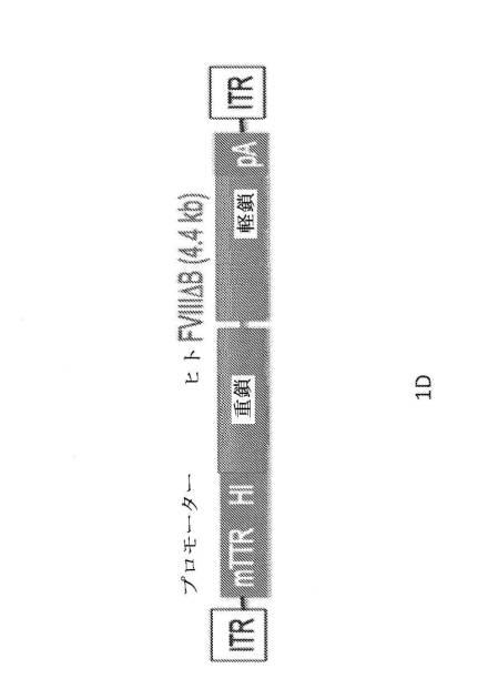 6878299-オーバーサイズアデノ随伴ベクターの産生 図000011