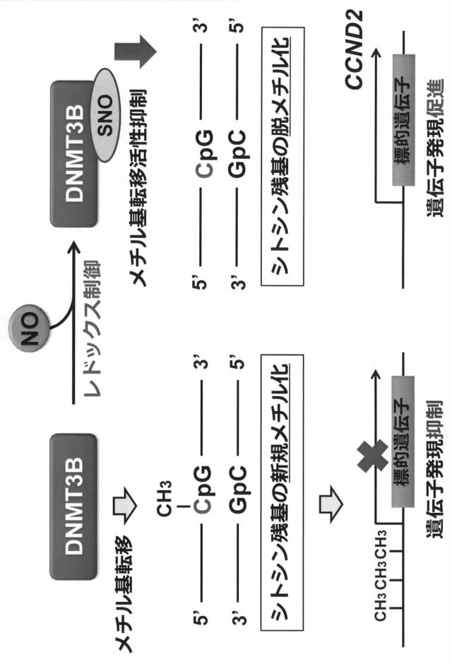 6887640-ＤＮＭＴのＳ−ニトロシル化阻害剤、がん治療薬及びそのスクリーニング方法 図000011