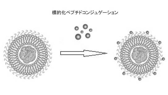 6894423-融合性リポソーム被覆多孔質ケイ素ナノ粒子 図000011