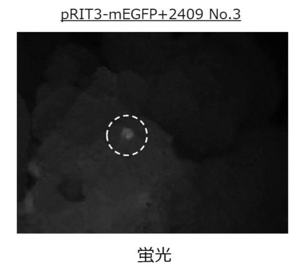 6923205-標的化したＤＮＡ配列の核酸塩基を特異的に変換する、単子葉植物のゲノム配列の変換方法、及びそれに用いる分子複合体 図000011