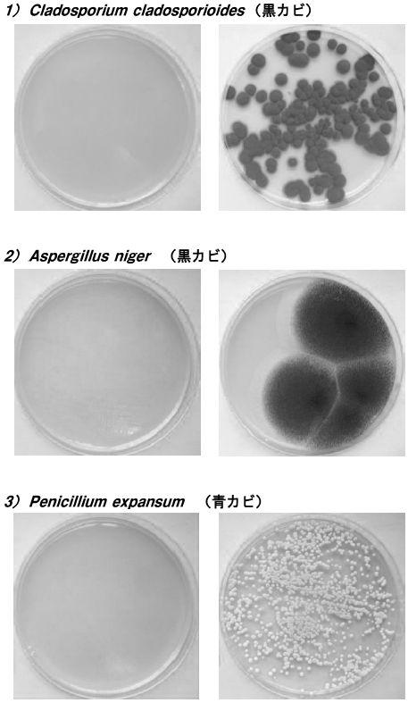 6929504-冷温下でも抗菌能力および消臭能力を持つ微生物、ならびにそれを用いた抗菌剤、消臭剤、抗菌方法、消臭方法 図000011