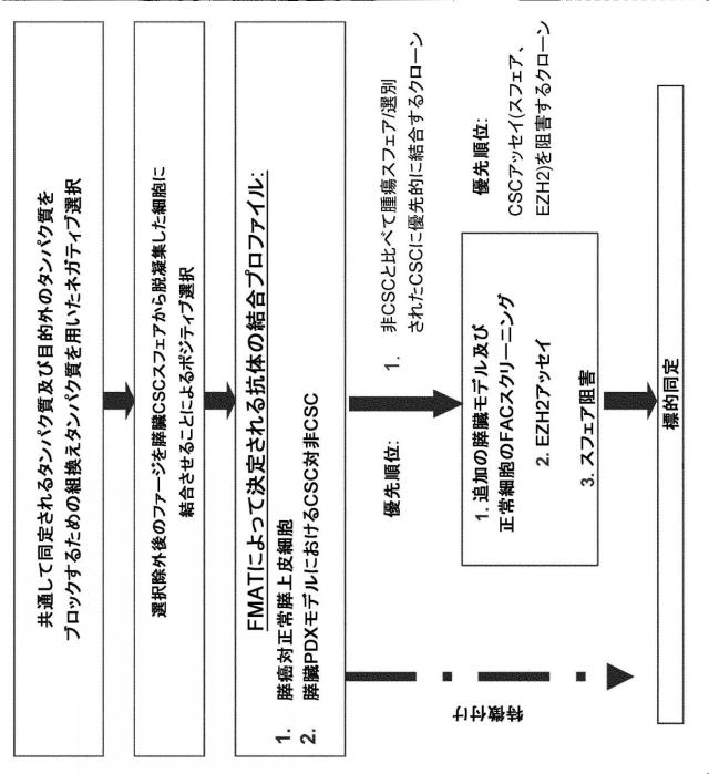 6938478-癌幹細胞を阻害する組成物及び方法 図000011