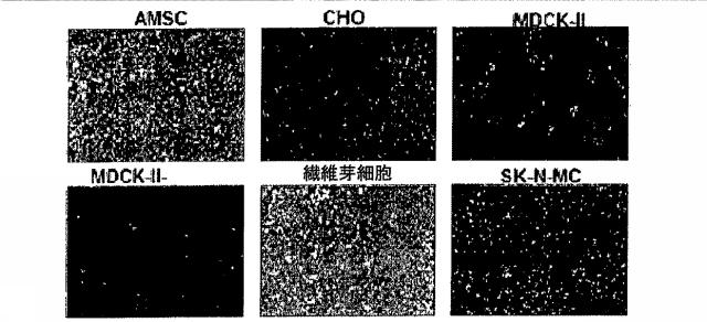 5679986-細胞輸送システム 図000012