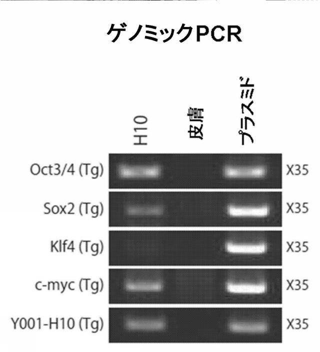 5765746-効率的な人工多能性幹細胞の樹立方法 図000012