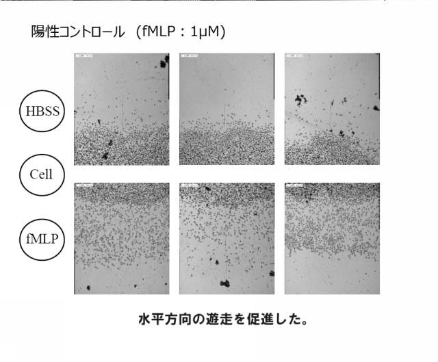 5807937-好中球活性化に起因する疾患の治療薬、治療方法及び検査方法 図000012