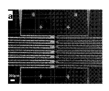 5855669-トリアリールアミンの超分子集合体による電気伝導 図000012