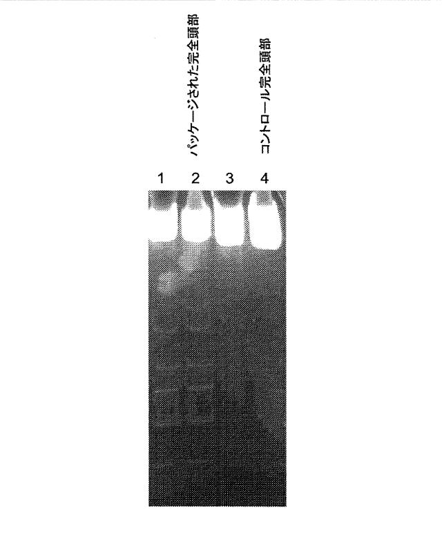 5863766-タンパク質および核酸送達媒体、その成分および機構 図000012