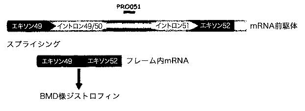 5879374-筋障害を相殺するための手段と方法 図000012