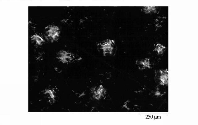 5986332-微多孔プラスチックフィルム 図000012