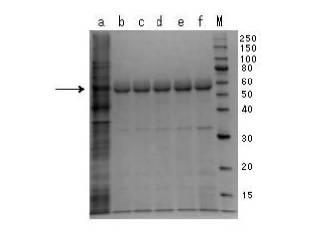 6077569-親水性組換えタンパク質の抽出方法 図000012