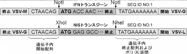 6205012-水疱性口内炎ウイルス 図000012