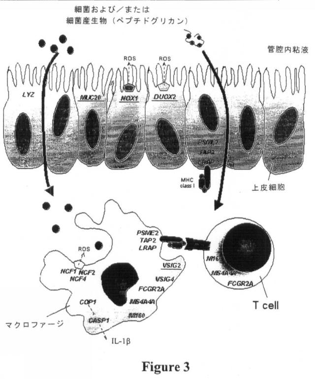 6244226-過敏性腸症候群の処置および予防のための組成物および方法 図000012