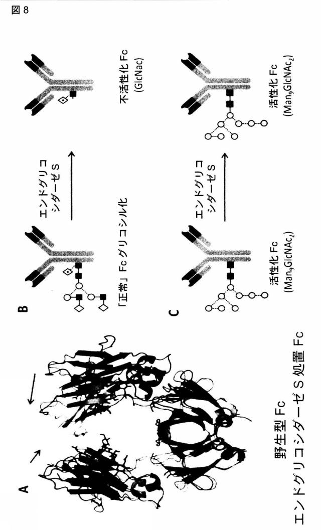 6249962-抗体およびエンドグリコシダーゼの組合せ治療上の使用 図000012