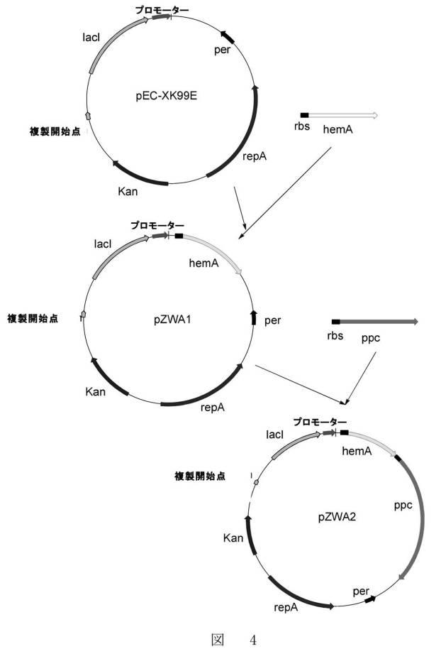 6341936-５−アミノレブリン酸の高生産株及びその製造方法と使用 図000012