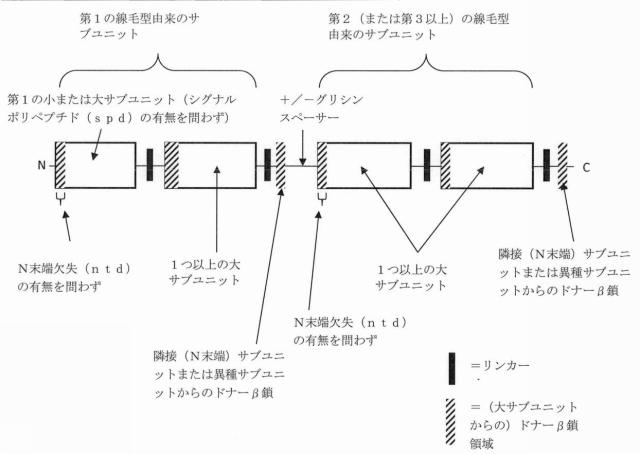 6403680-複数の毒素原性大腸菌線毛サブユニットを含む組み換えポリペプチド構築物 図000012